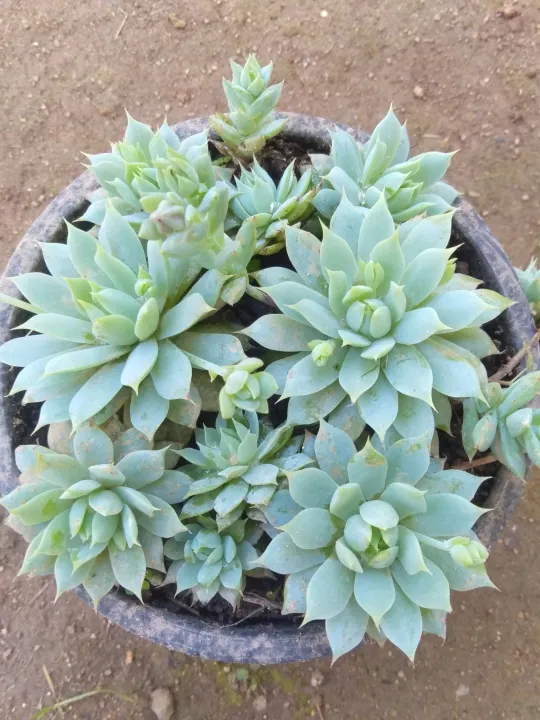 Nelum%20succlant%20plant%20-%20Image%204