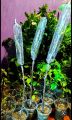 Grafting poly cap for grafting 100gm tube polythene 1.75 inche. 