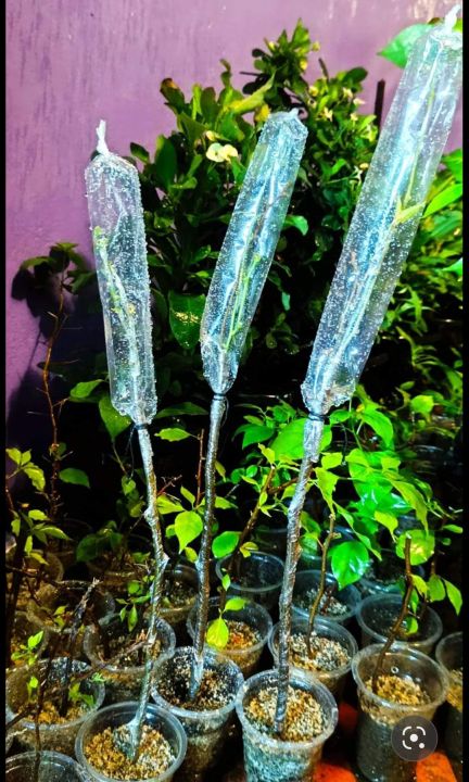 Grafting%20poly%20cap%20for%20grafting%20100gm%20tube%20polythene%201.75%20inche%20-%20Image%205
