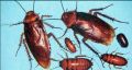 Cockroach insecticide. 