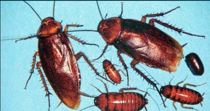 Cockroach%20insecticide%20-%20Image%202