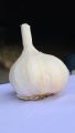 NARC G1 Garlic Dry Seed (200grams). 