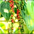 high Quality Peppercorns 100g. 