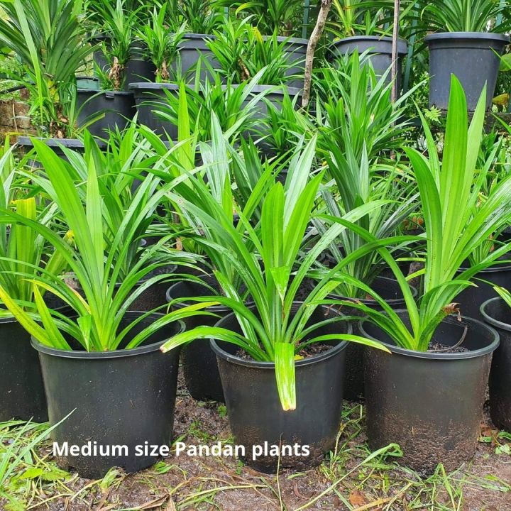 Rampe%20leaf%20plant%20-%20Image%203