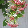 Rangoon Creeper / Jhumka Bail / Sehra Bail Live Plant. 