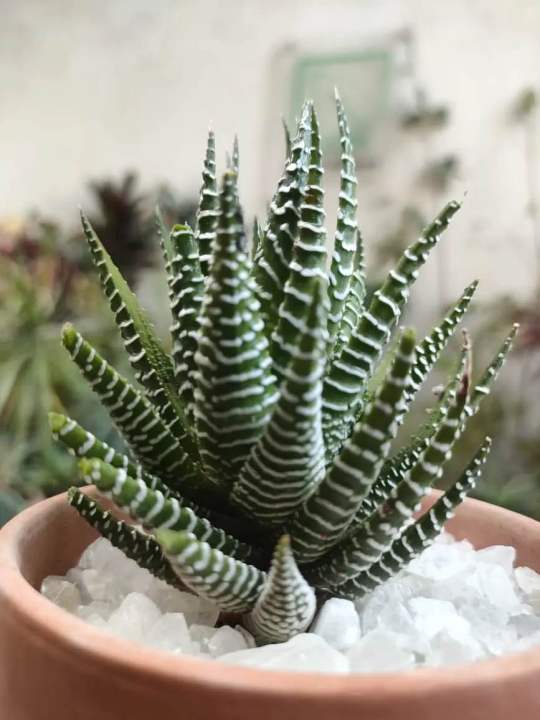 Best HD Pictures about  Zebra Plant Haworthia  with No AI Images