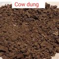 Best quality Cow dung fertilizer 5 kg-- 100% sukno.