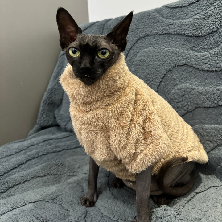 Pet%20Cat%20Sweater%20Home%20Fur%20Autumn%20and%20Winter%20Warm%20Solid%20Color%20Soft%20Arctic%20Velvet%20Skincare%20Suitable%20for%20Devonshire%20Cats,%20Hairless%20C%20-%20Image%204