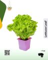 Salad patta - lettuce leaf | Envirt. 