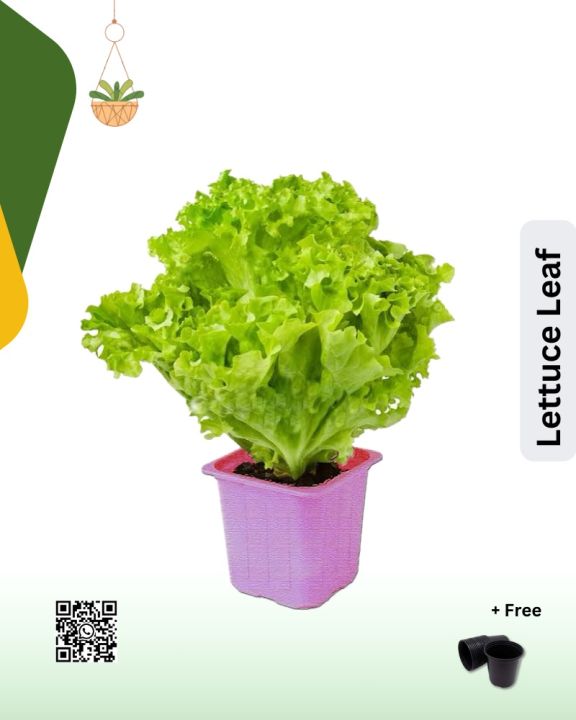 Salad patta - lettuce leaf | Envirt