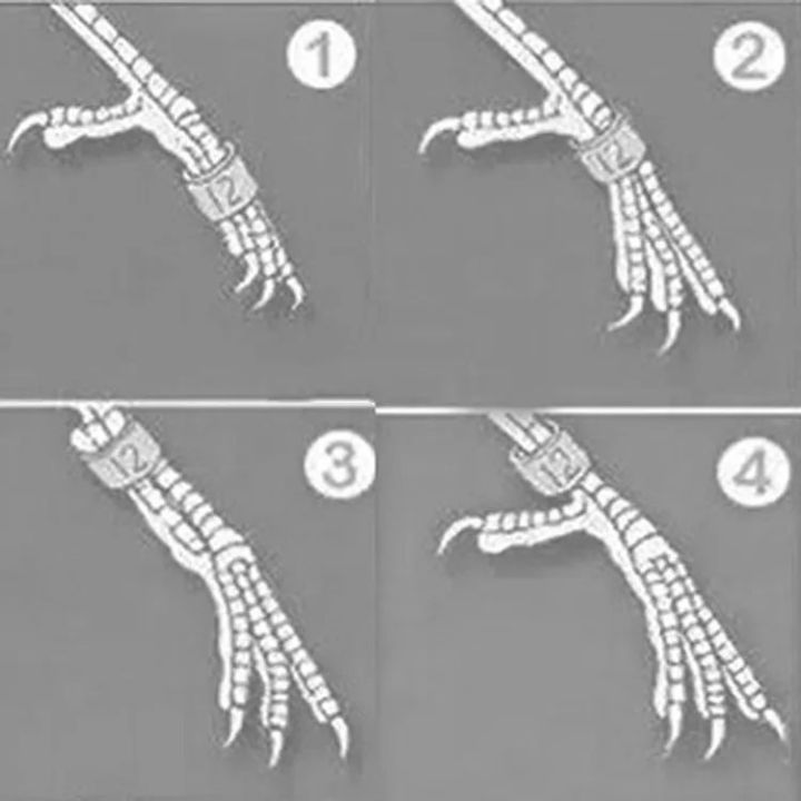 Cockatiel%20Bird%20Ring%206mm%20-%205pcs%20%7C%20Cockatiel%20Bird%20Foot%20Leg%20Ring%20%7C%20Closed%20Ring%20-%205pcs%20%7C%20Cocktail%20Bird%20-%20Image%206