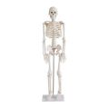 Artificial Human Skeleton model 85Cm.
