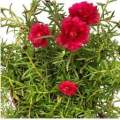 Japan Rose / Portucala plant (100 branches..). 