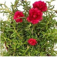 Japan%20Rose%20/%20Portucala%20plant%20(100%20branches..)%20-%20Image%209