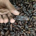 Rubai Dates Fine Quality choclaty Khajoor / 800 gram   (Al Barqah). 