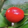 Australian beach cherry plant Eugenia reinwardtiana. 