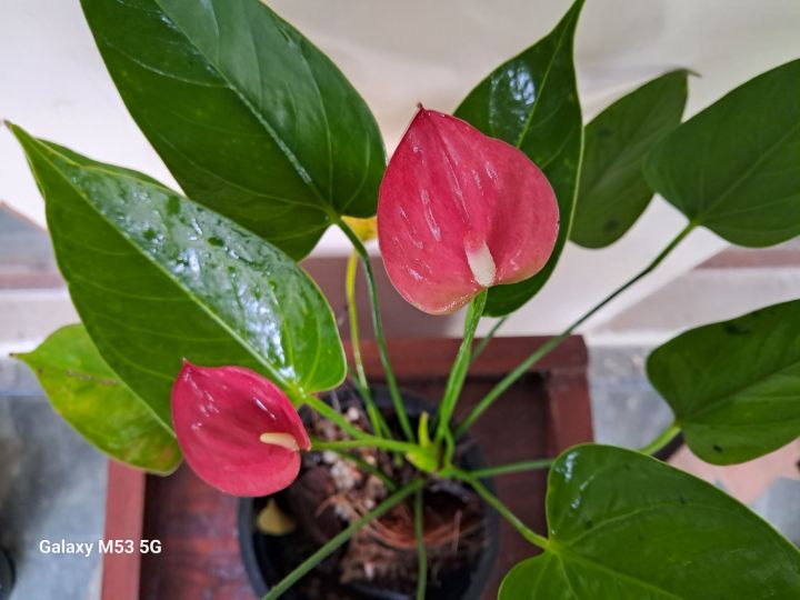Anthurium%20Lady%20jane%20-%20Image%204