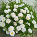 Gul e Dopehri/Dophair Botti/Portulaca /Moss Rose/Fresh 40 Cuttings in 4 Different colors. 