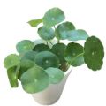 Dollar Plant / Pennywort Live Plant. 