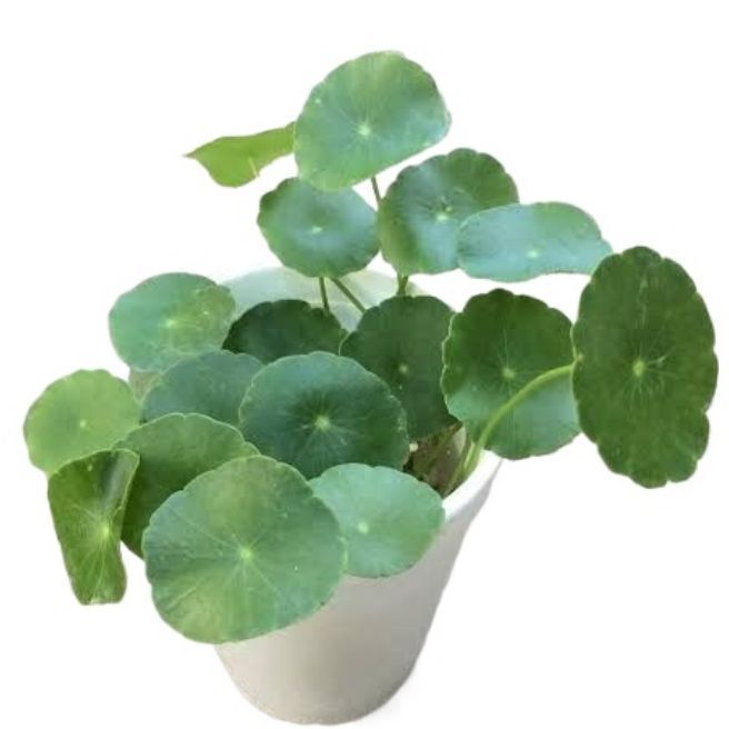 Dollar Plant / Pennywort Live Plant