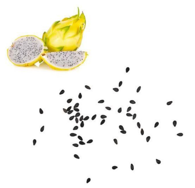 Original%20Dragon%20Fruit%20Seeds%20Fresh%20Seeds%20pack%20of%2010%20Dragon%20seeds%20-%20Image%204