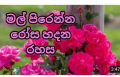 Rose fertilizer 100g pack your home garden. රෝස පොහොර. 