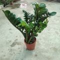 Zz Plant Indoor Plant | For Home Décor | Decorative Plant. 