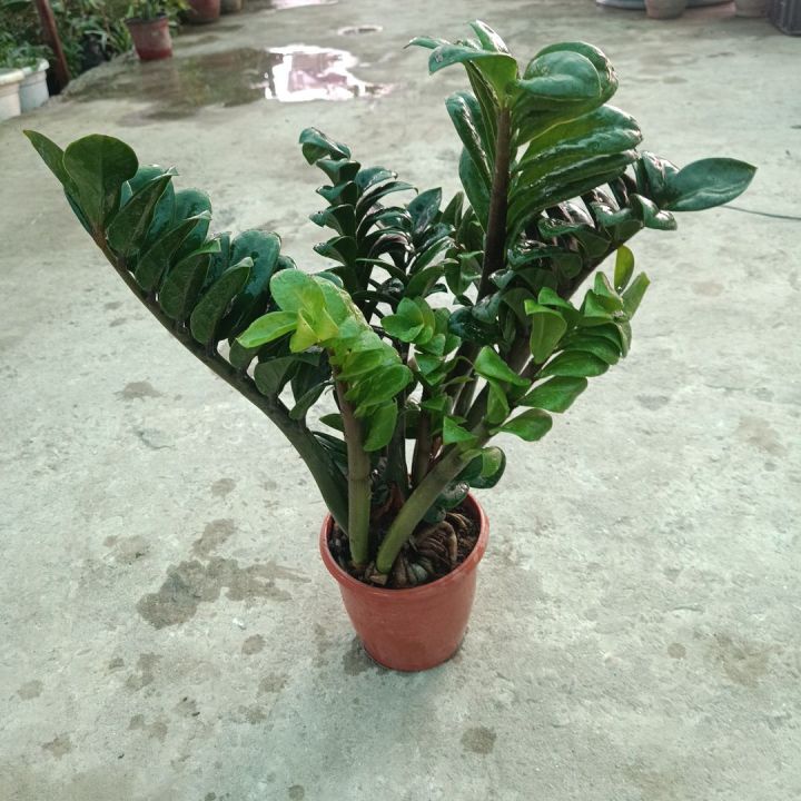 Zz%20Plant%20Indoor%20Plant%20%7C%20For%20Home%20D%C3%A9cor%20%7C%20Decorative%20Plant%20-%20Image%204
