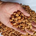 Apricot kernels (Seeds) (Khubani giri) 200g, 500g,1000g. 