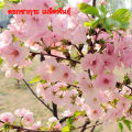 Ready to ship (30 seeds), cherry blossom, cherry blossom, Sakura, Japanese tree, garden, decoration, Sakura, seed cultivation, bonsai, seeds 100%. 