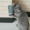 Cat corner massage brush cat scratch device cat wipe face with an itchy comb. 