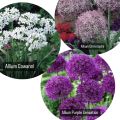 All in one Alluim Wnter Flower Bulb Deal (  Purple sensation ,christophii, Cowanni). 