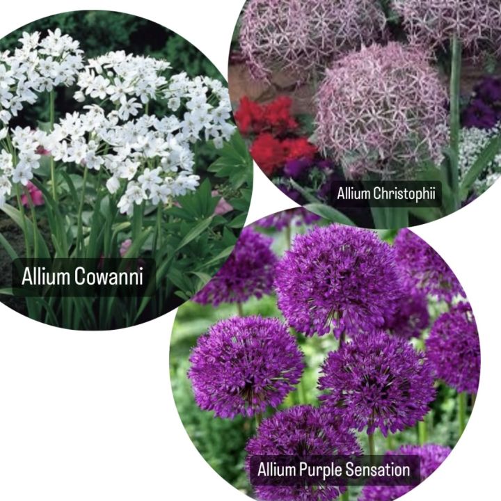 All in one Alluim Wnter Flower Bulb Deal (  Purple sensation ,christophii, Cowanni)