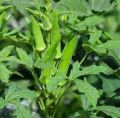 Okra Lady Finger (Bhindi) Kitchen Gardening Vegetable Seeds | Daraz.pk. 