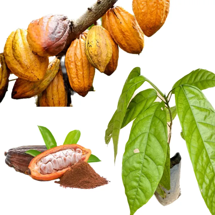 Cocoa%20fruit%20chocolate%20plant%20-%20Image%204