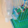 Auto Drinking Device for Birds Plastic Pet Feeder Double Nozzle Water Botter for Chicken/Pigeon/Parrot/Pet Drinking Accessories. 