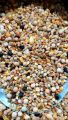 Bhanga Vutta soho homa mix Pigeon Bird Dove Mix - 1kg. 