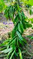 All Season Kerala Bean Seed বারমাসি কেরালা শিম এর বীজ.