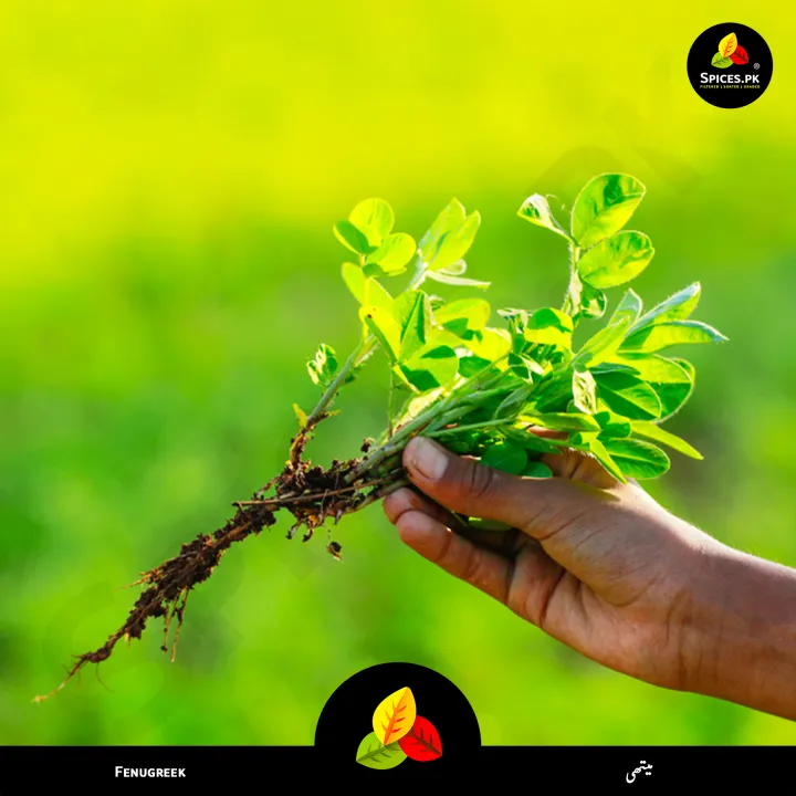 Premium%20Fenugreek%20Seeds%20(Methray%20/%20Methi%20Dana)%20100g%20%E2%80%93%20Whole%20Seeds%20for%20Curries,%20Pickles%20&%20Cooking%20%E2%80%93%20100%25%20Pure%20Organic%20Spice%20-%20Image%207
