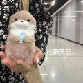 New 11cm Otter Doll Cute Little Otter Little Animal Plush Toy Cute Internet Red Wind Mini Doll Table Decoration Christmas . 