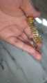 Eman name coustomize bracelet for girls and women. 