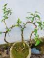 Bonsai Natural living  plant ficus benjamina. 