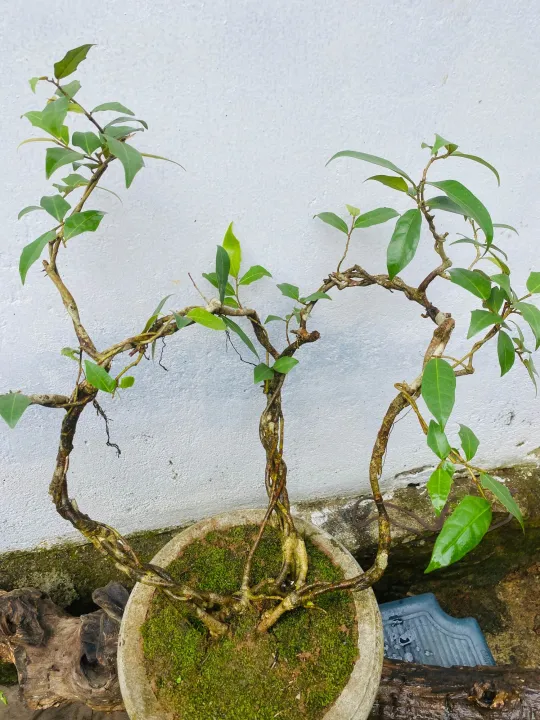 Bonsai%20Natural%20living%20%20plant%20ficus%20benjamina%20-%20Image%208