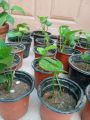 Money plant. 