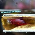 1/2Pcs Betta Fish Acrylic Tube Tunnel Hollow Design Fish Tank Decorations For Better Observation Fish Improves Betta's Health.