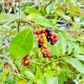 Abilla rare Sri Lankan fruit plant. 