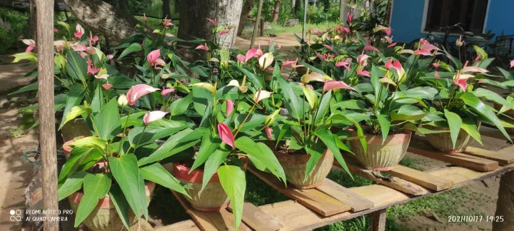 Anthurium%C2%A0%20plants%C2%A0%20%C2%A0lady%20jane%20-%20Image%202