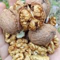Walnut/ Kagzi Akhrot 100% fresh guaranteed with Soft Nut. - Weight 1000 Grams. - Money Back Guaranteed. 
