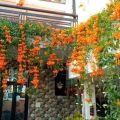 Golden Shower Vine / Orange Flame Vine Live Plant. 