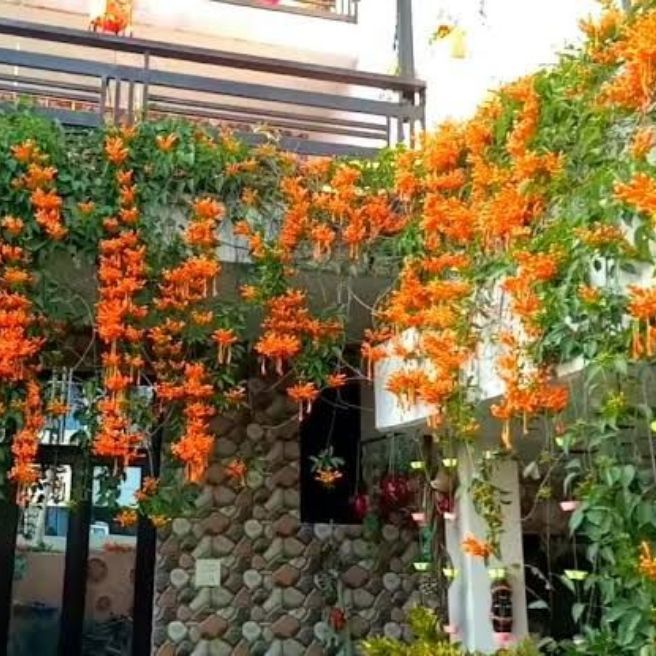 Golden Shower Vine / Orange Flame Vine Live Plant